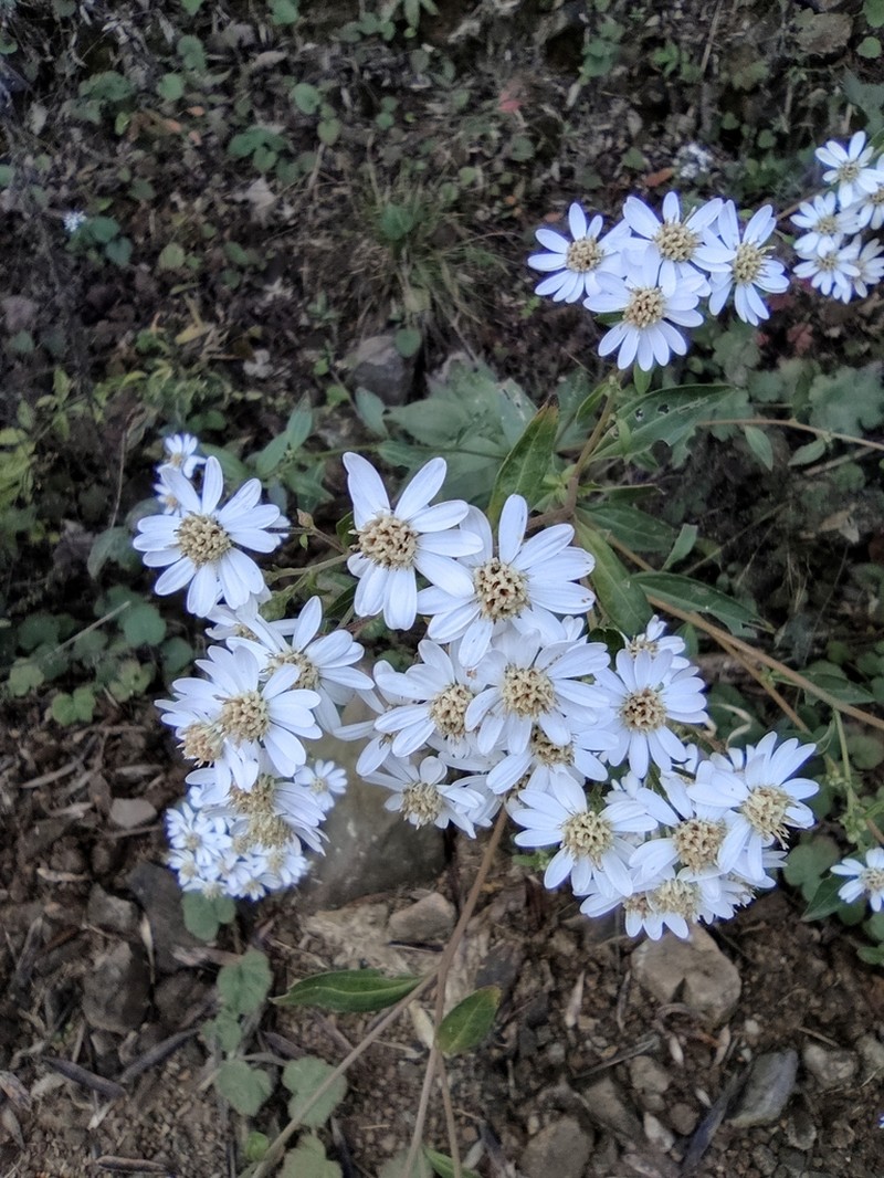 Aster trinervius