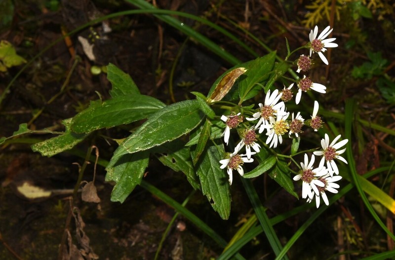 Aster trinervius photo 2