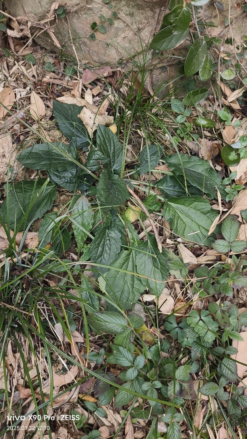 Aster trinervius photo 3
