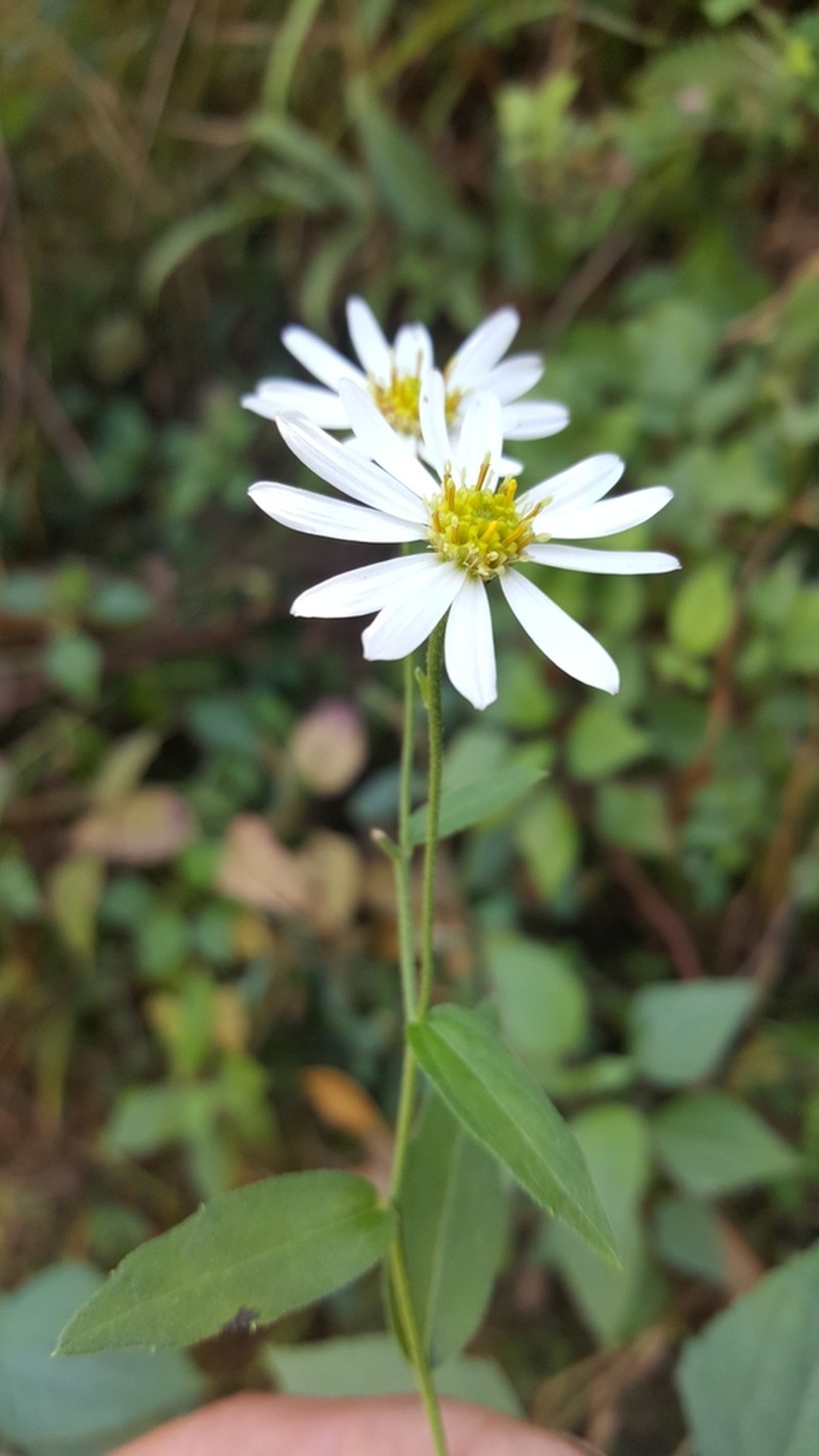 Aster trinervius photo 4