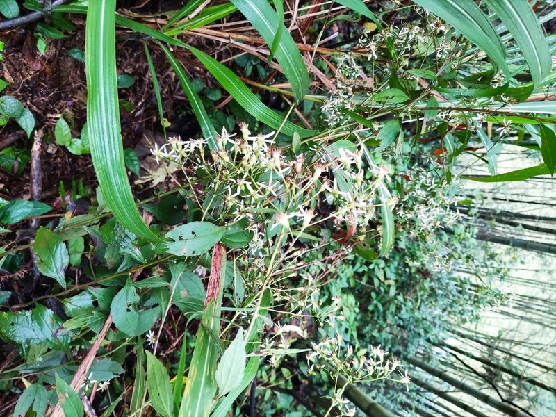 Aster trinervius photo 6