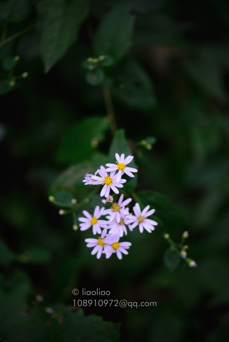 Aster trinervius photo 7