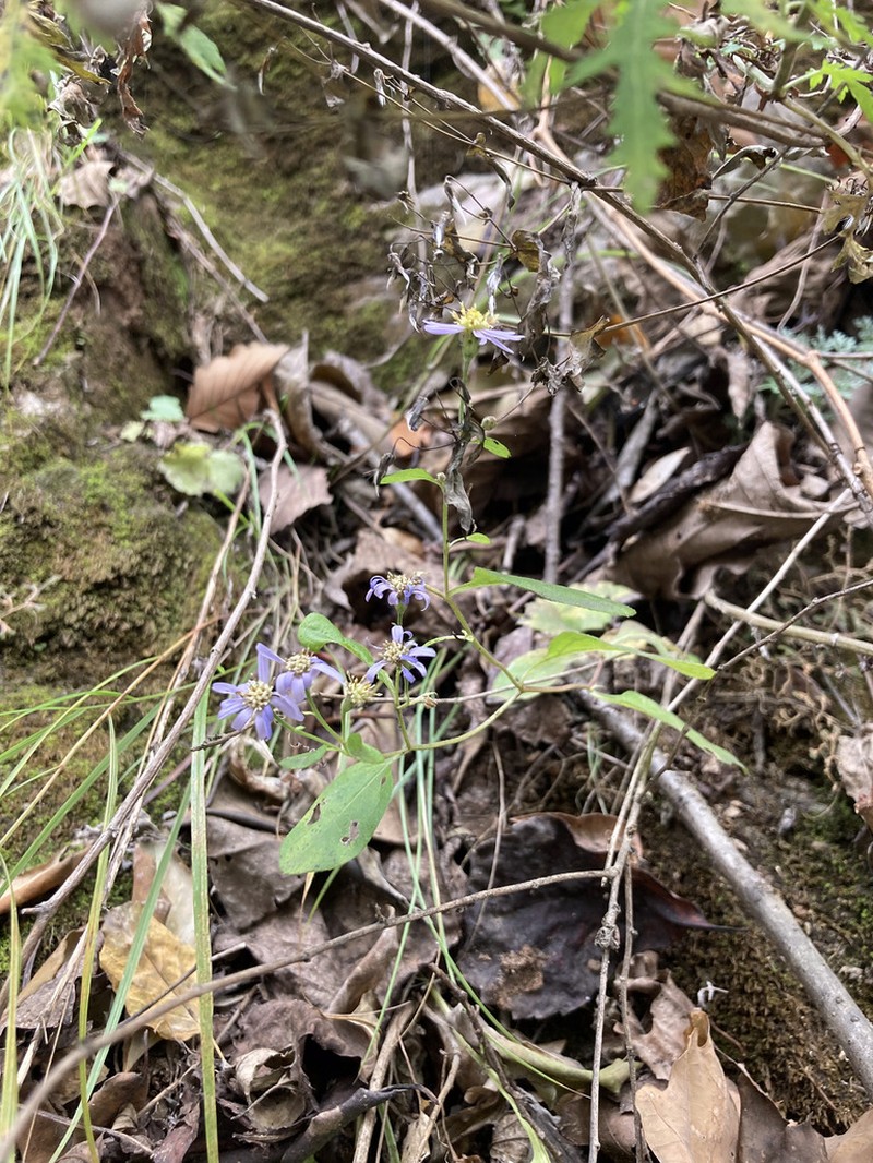 Aster trinervius photo 8