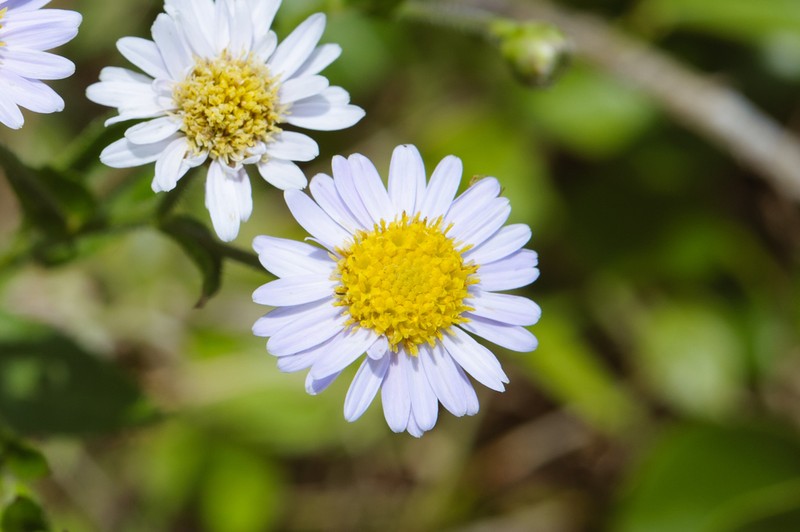 Aster turbinatus