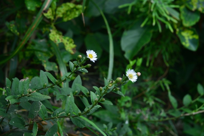 Aster turbinatus photo 2