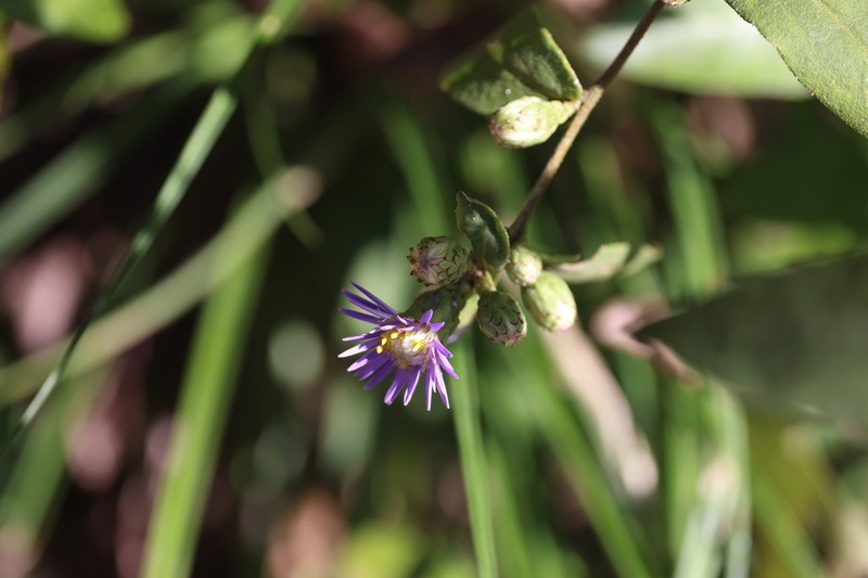 Aster turbinatus photo 4