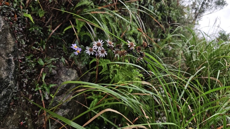 Aster turbinatus photo 6