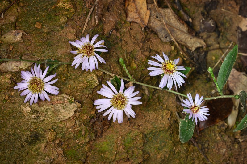 Aster turbinatus photo 7