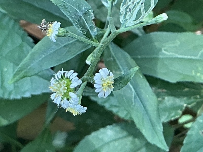 Aster verticillatus photo 3
