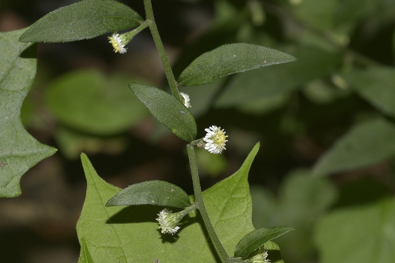 Aster verticillatus photo 4