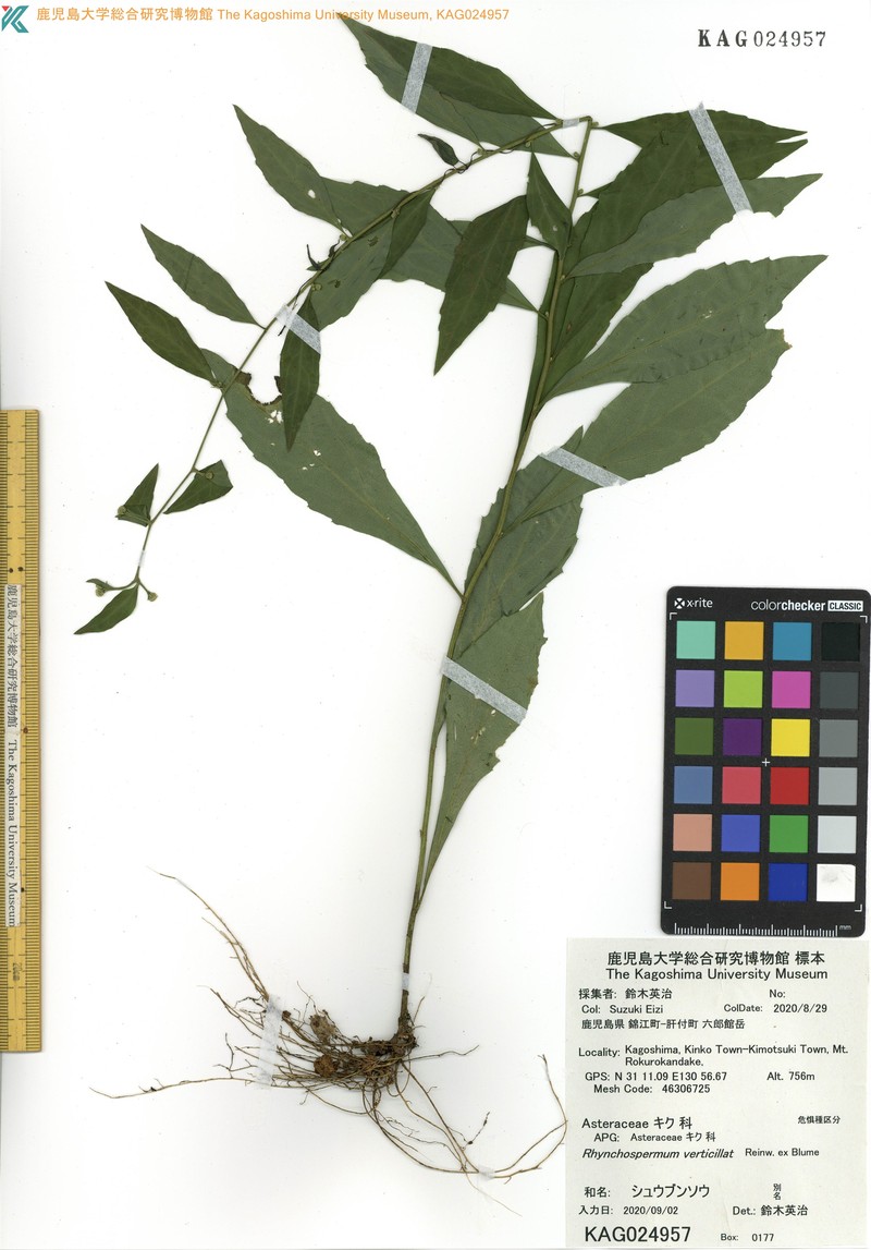 Aster verticillatus photo 5