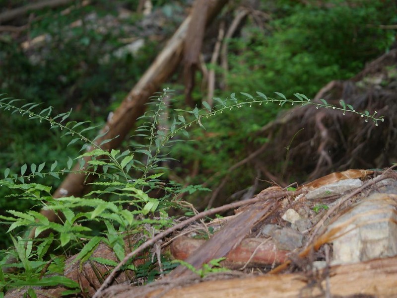 Aster verticillatus