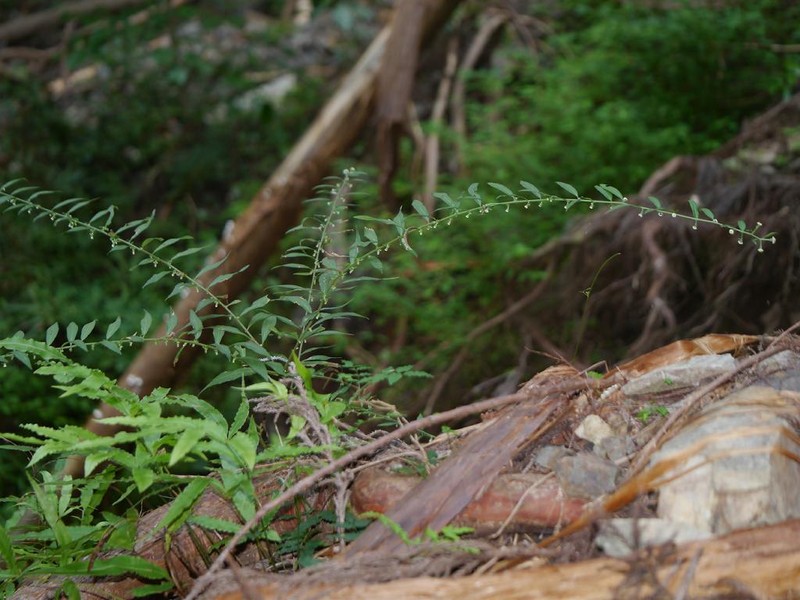 Aster verticillatus photo 8