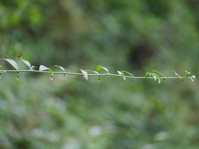 Aster verticillatus