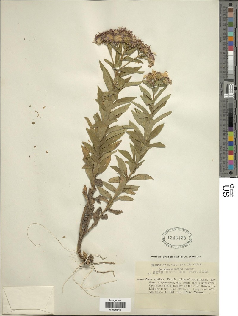 Aster vestitus