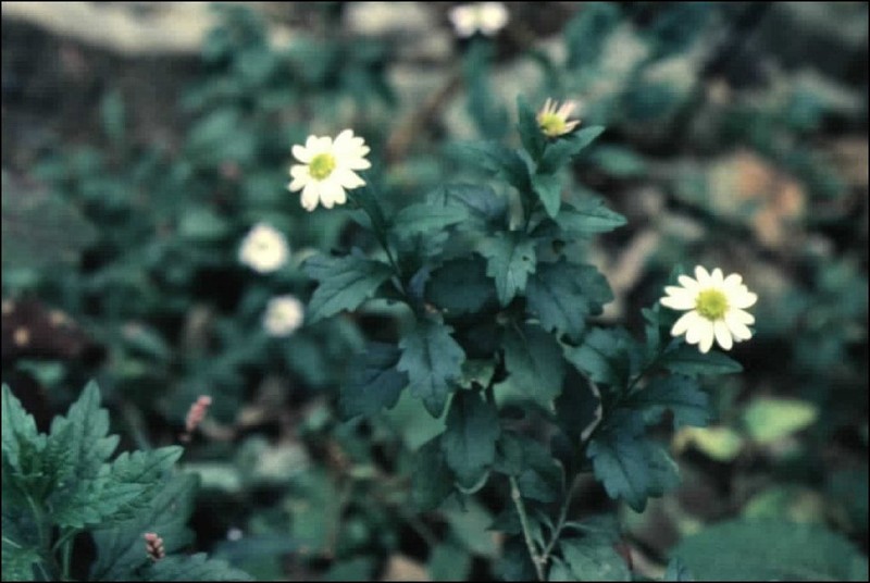 Aster viscidulus photo 4