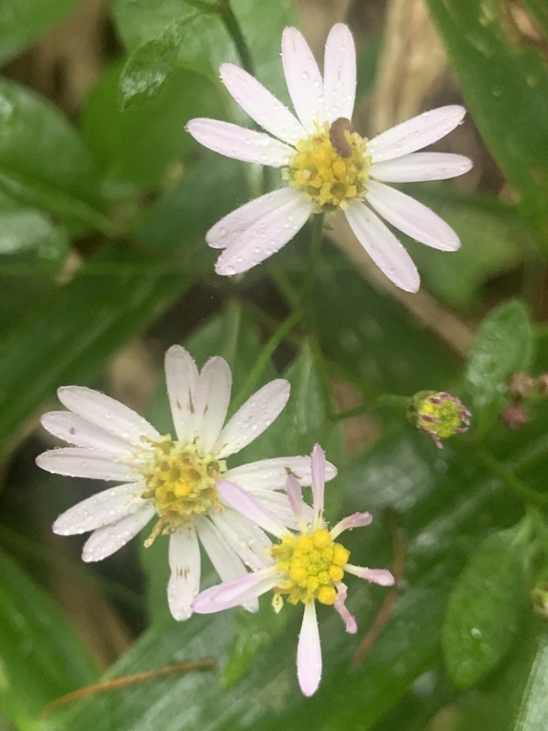 Aster viscidulus photo 6