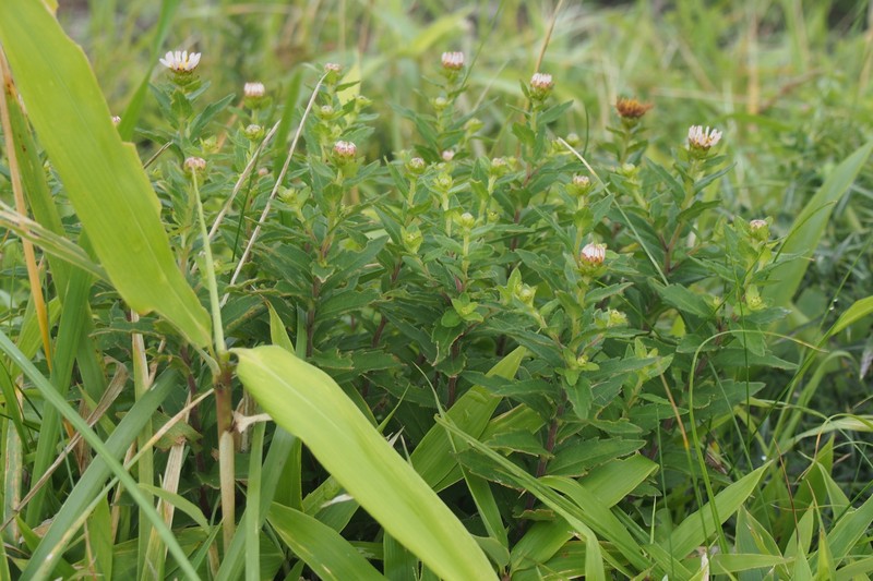 Aster viscidulus photo 7