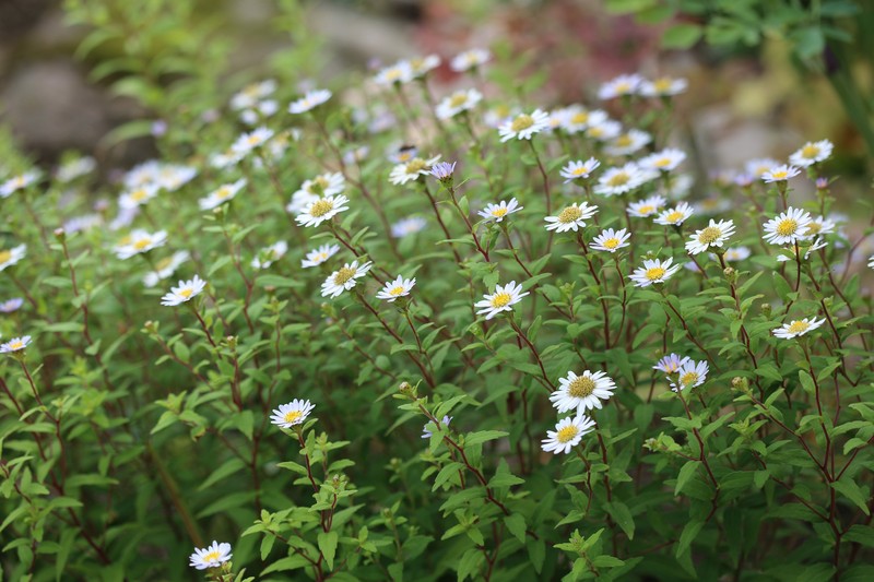 Aster viscidulus
