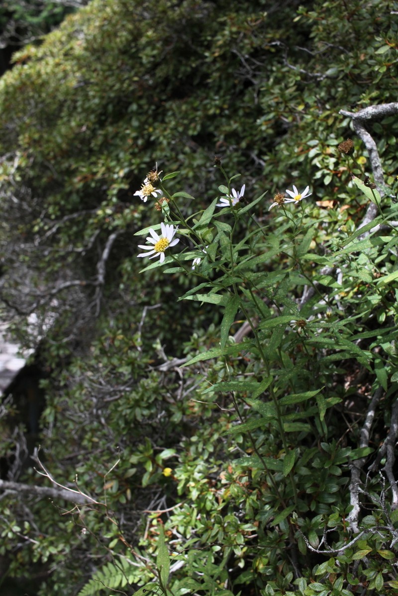 Aster viscidulus