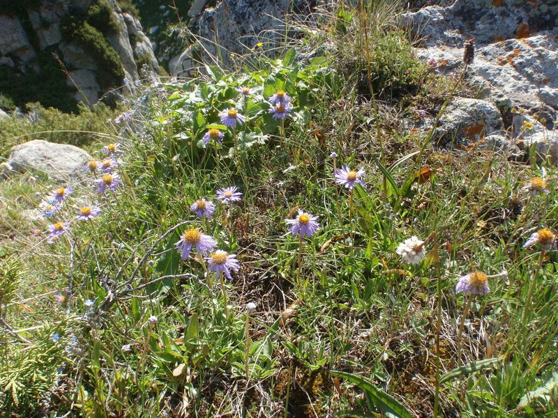 Aster vvedenskyi