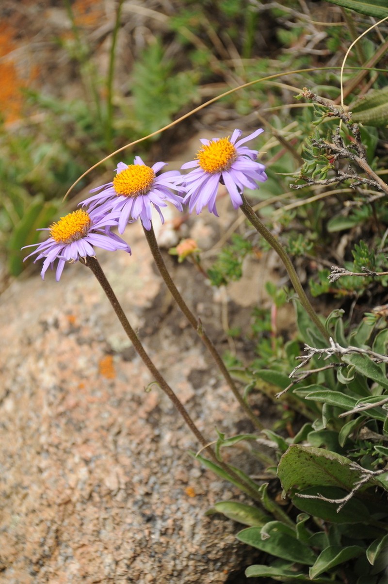 Aster vvedenskyi photo 2