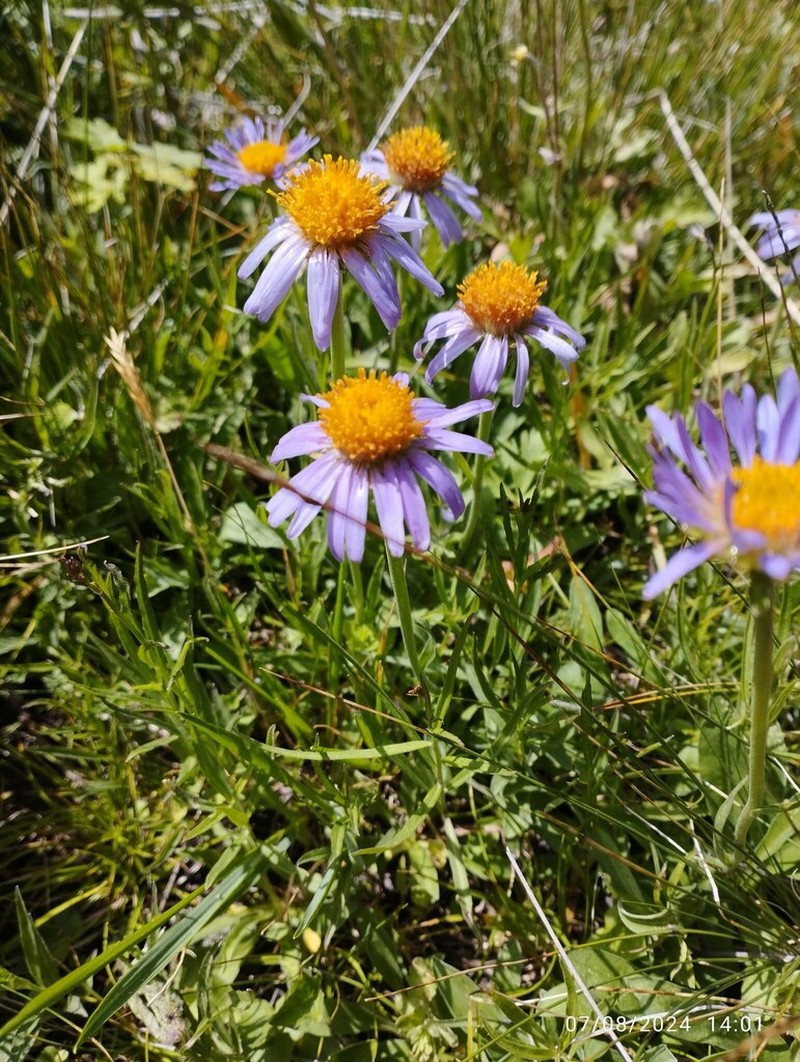 Aster vvedenskyi photo 3
