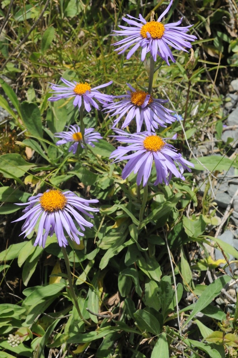 Aster vvedenskyi photo 4