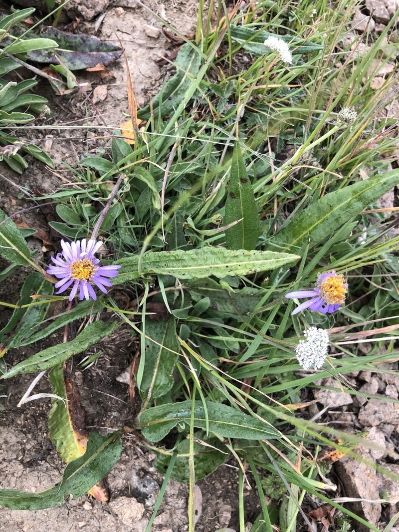 Aster vvedenskyi photo 5