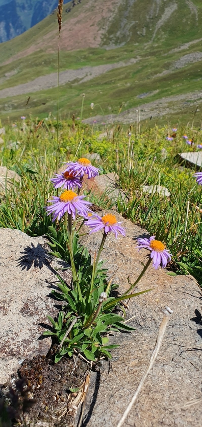 Aster vvedenskyi photo 6