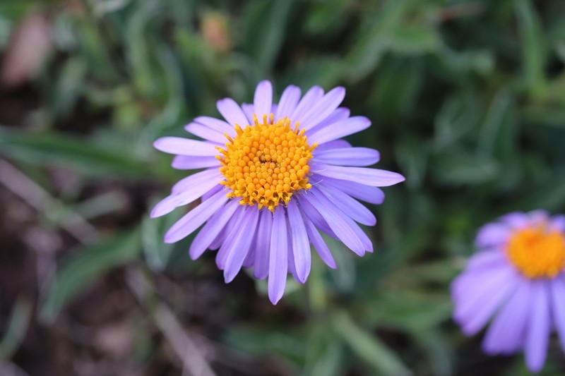 Aster vvedenskyi photo 7