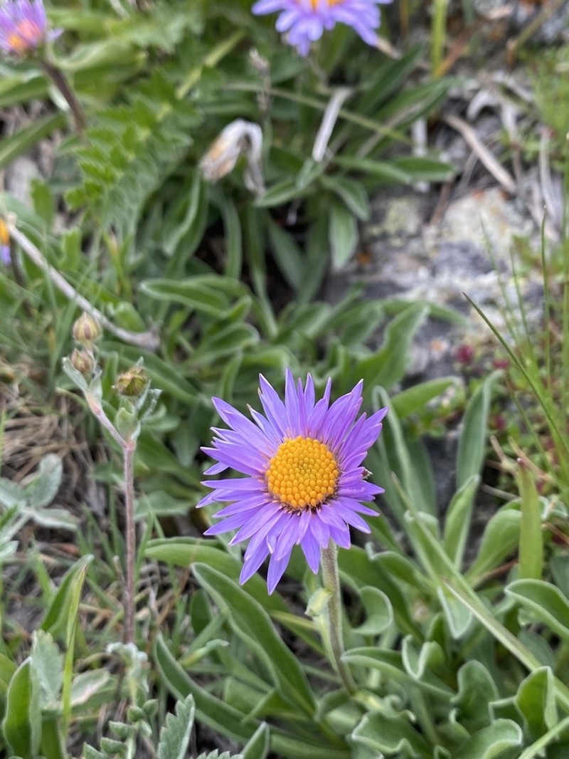 Aster vvedenskyi photo 8
