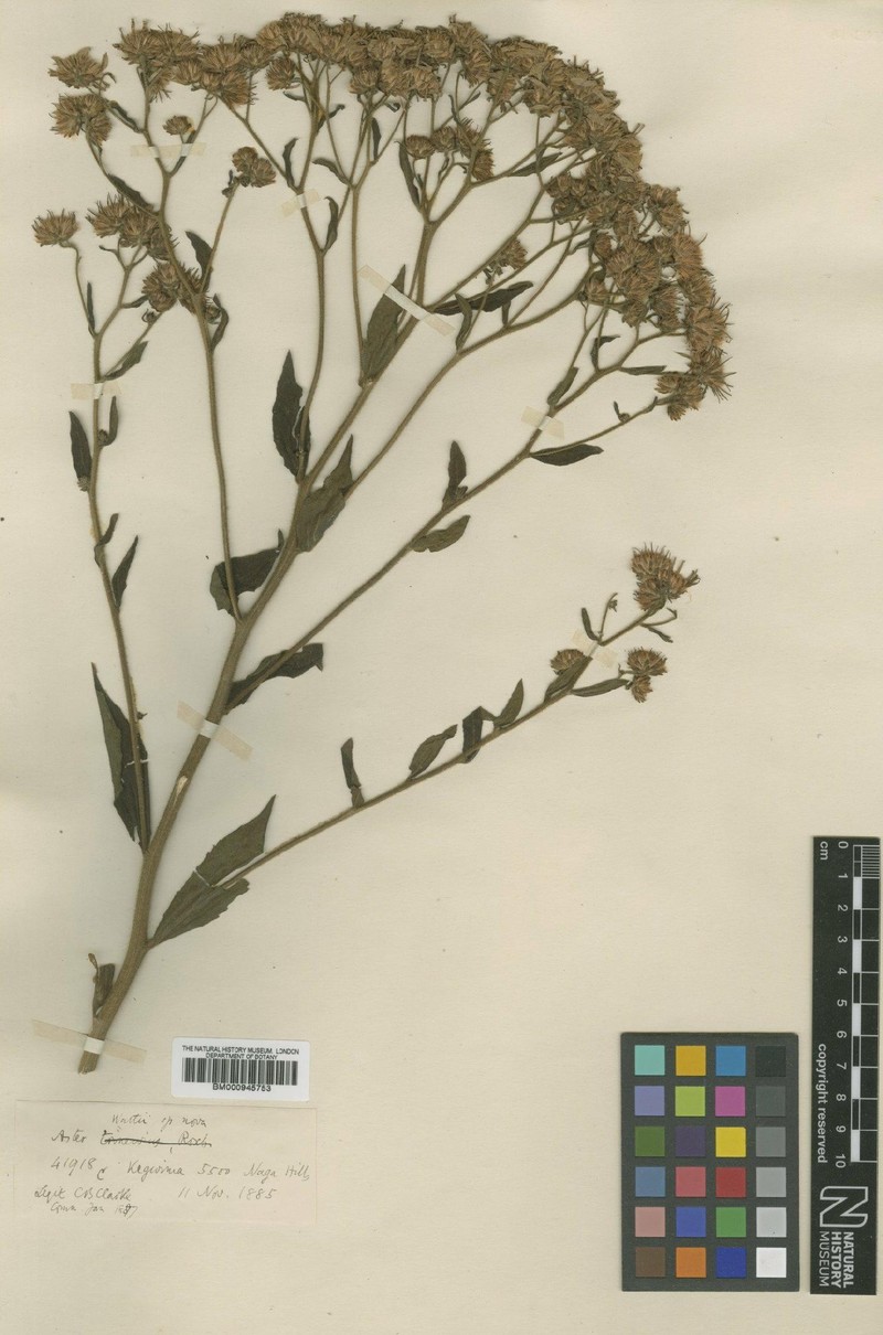 Aster wattii