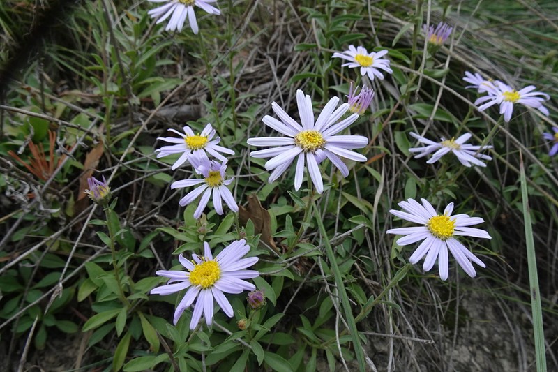 Aster willkommii photo 2