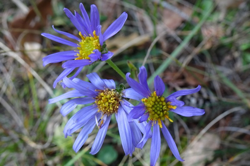 Aster willkommii photo 3
