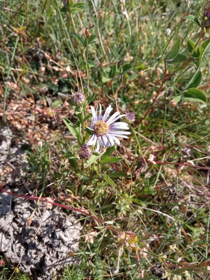 Aster willkommii photo 4