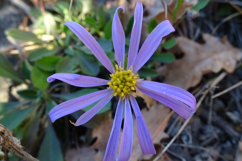Aster willkommii photo 5