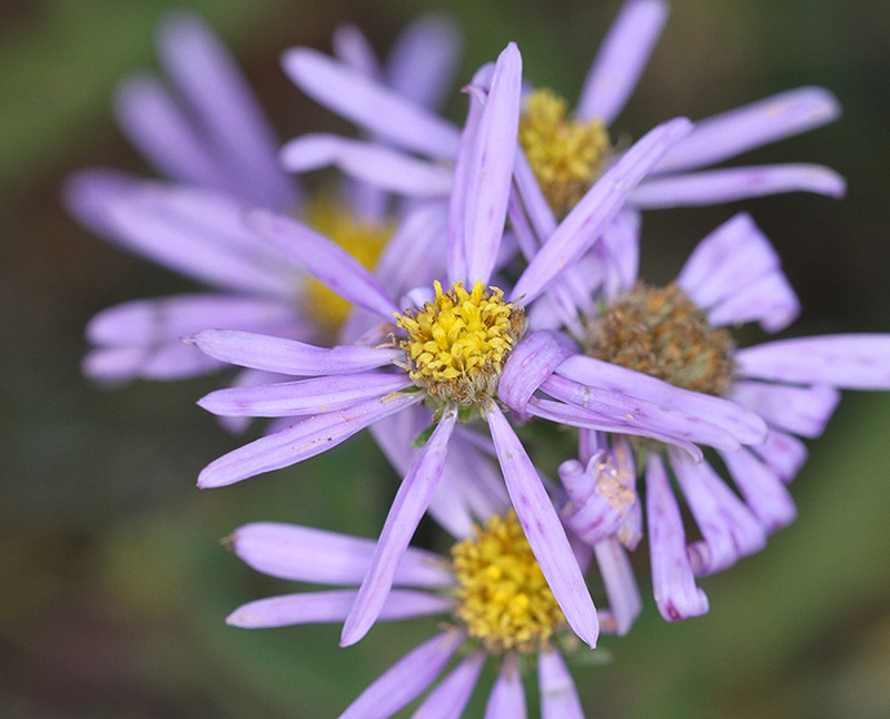 Aster willkommii photo 6