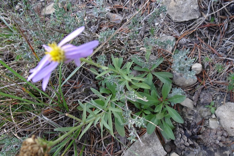 Aster willkommii photo 7
