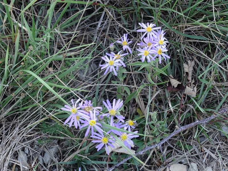 Aster willkommii photo 8