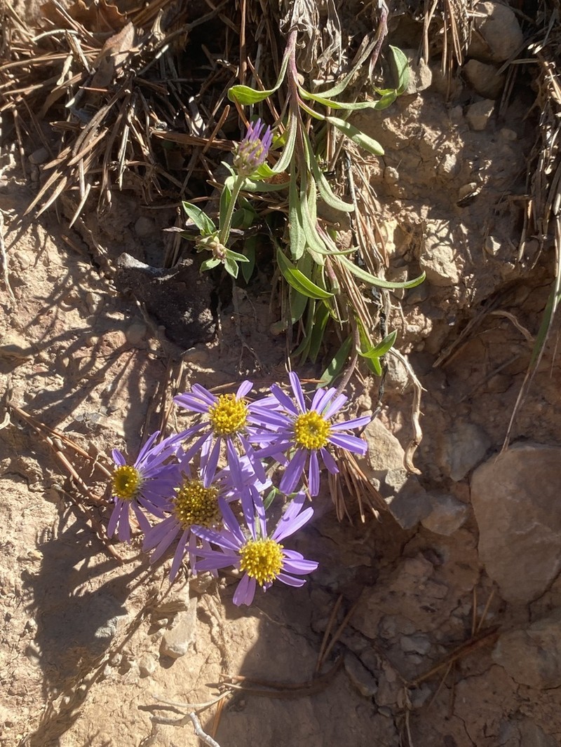 Aster willkommii