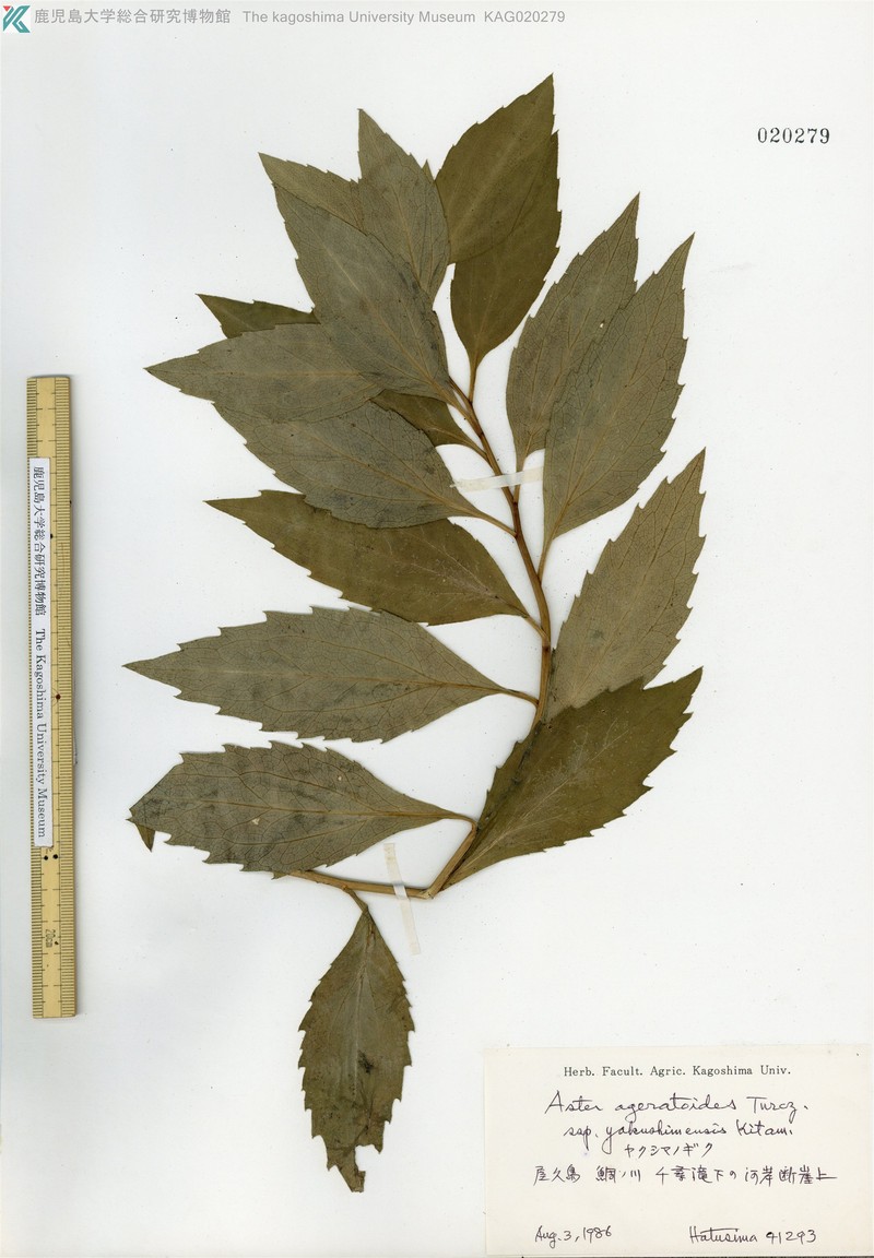 Aster yakushimensis