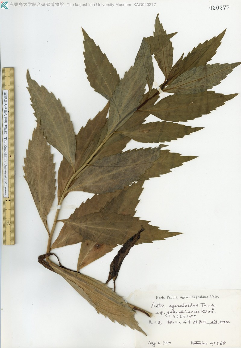 Aster yakushimensis photo 2