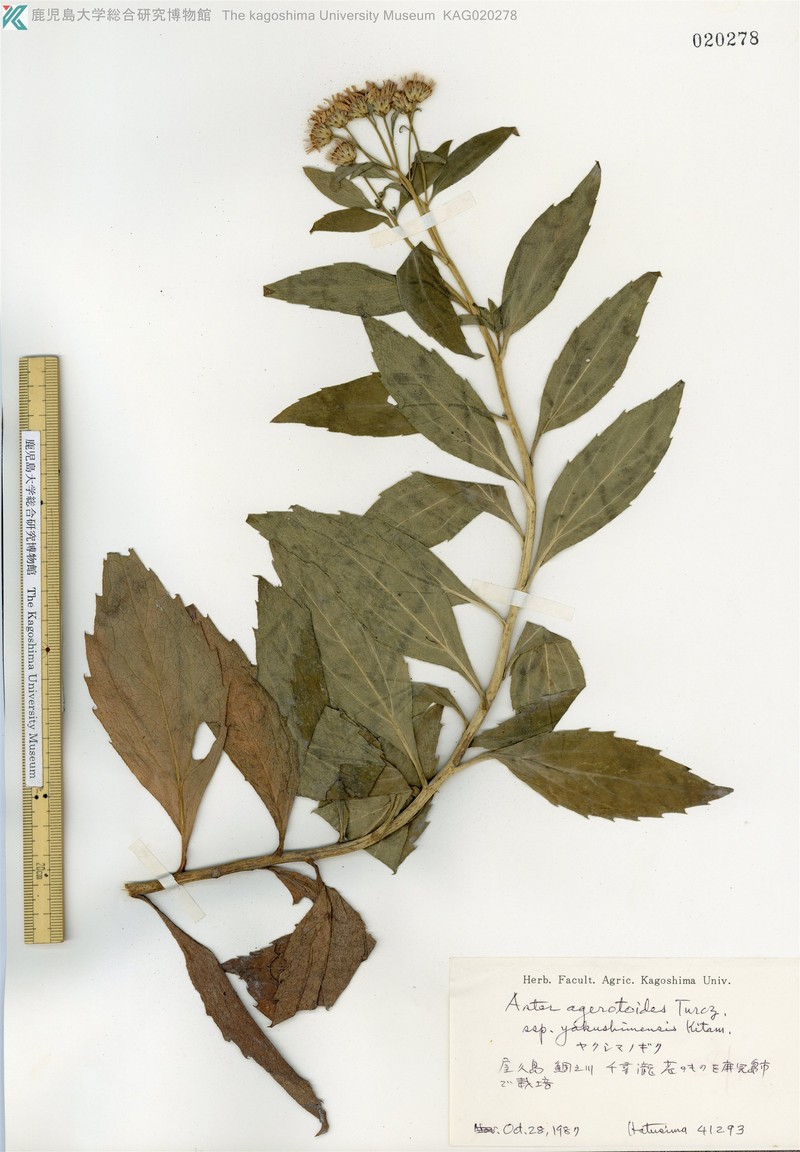 Aster yakushimensis photo 3