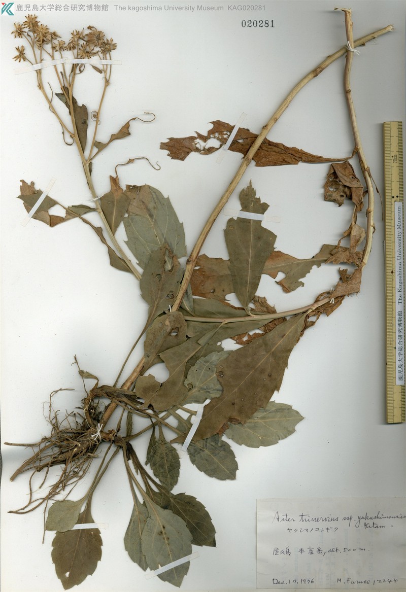 Aster yakushimensis photo 4