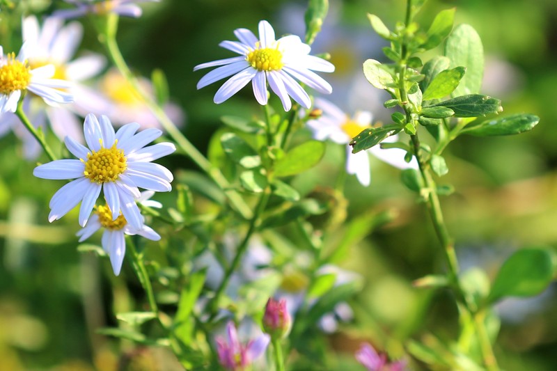Aster yomena