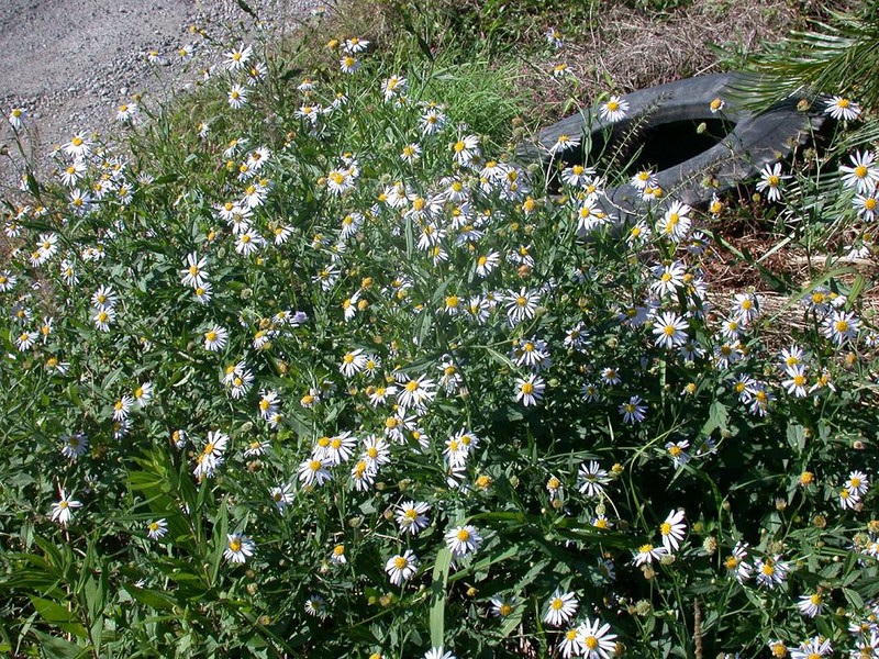 Aster yomena photo 2