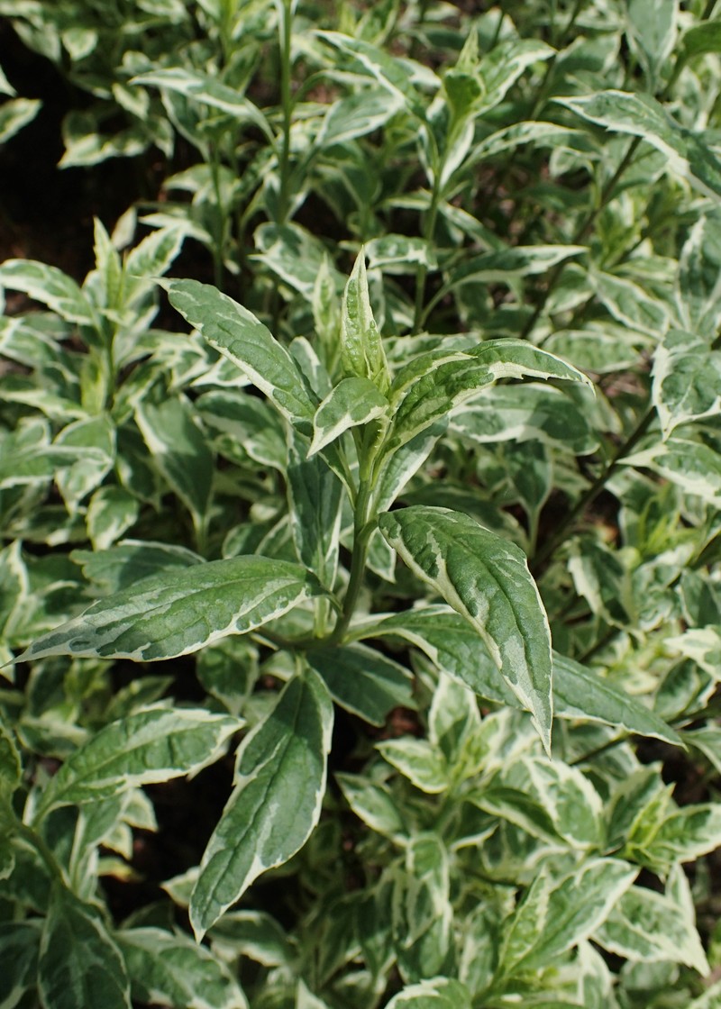 Aster yomena photo 3