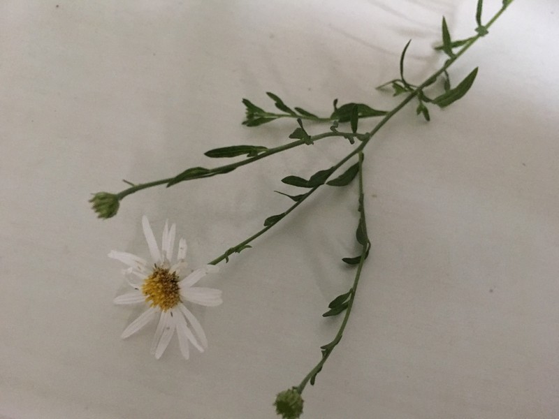 Aster yomena photo 4