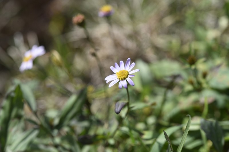 Aster yomena photo 5